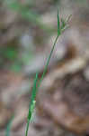 Chapman's sedge